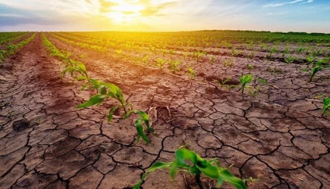 Global Drought Resistant Crops Market