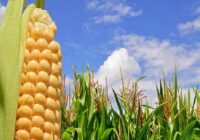 Global Genetically Modified Crops Market