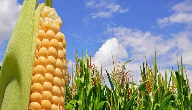 Global Genetically Modified Crops Market