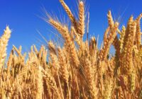 Global Grain Farming Market