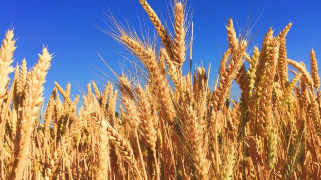 Global Grain Farming Market