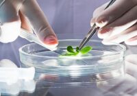 Global Plant Tissue Culture Market