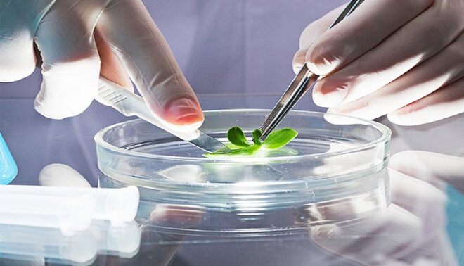 Global Plant Tissue Culture Market