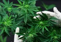 Global Cannabis Cultivation Market