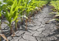 Global Drought Resistant Crops Market