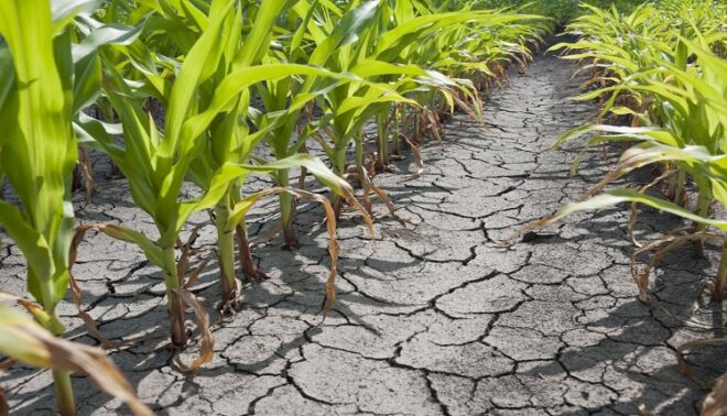 Global Drought Resistant Crops Market