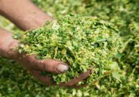 Global Forage Analysis Market