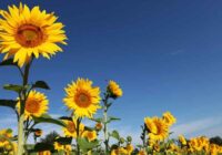 Global Ornamental Sunflower Market