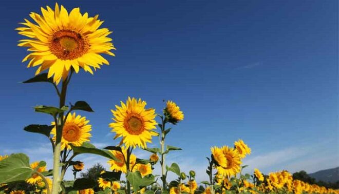 Global Ornamental Sunflower Market