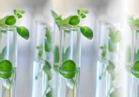 Global Plant Tissue Culture Market