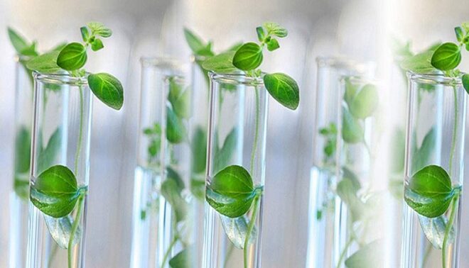 Global Plant Tissue Culture Market