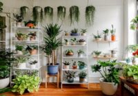 India Indoor Plants Market