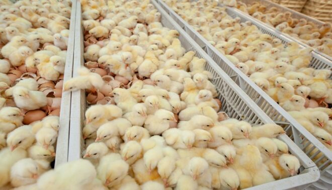 India Poultry and Hatchery Market