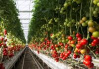 UAE Vertical Farming Market