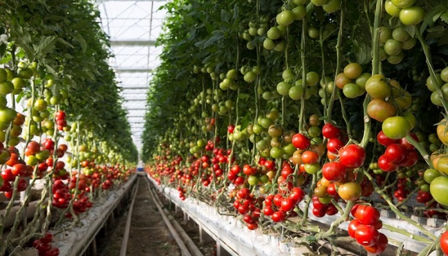 UAE Vertical Farming Market