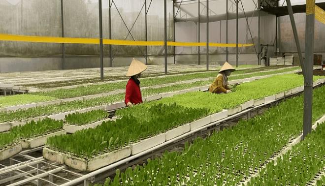 Vietnam Greenhouse Market