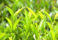 Global Agricultural Inoculants Market