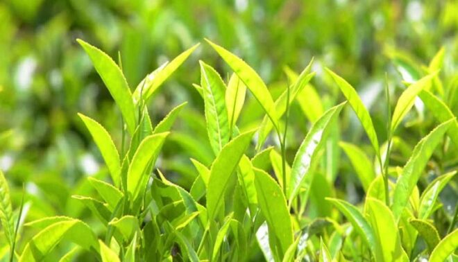 Global Agricultural Inoculants Market