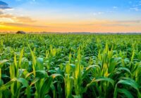 Global Crop Production Market