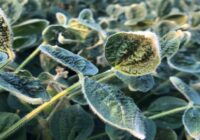 Global Dicamba Herbicide Market