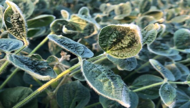 Global Dicamba Herbicide Market