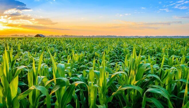 Global General Crop Farming Market