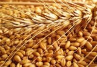 Global Grain Farming Market