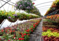 Global Greenhouse Nursery And Flowers Market