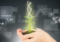 Global Plant Breeding and CRISPR Plant Market