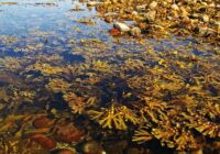 Global Seaweed Fertilizers Market