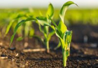 Europe Agricultural Biologicals Market