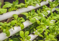 Europe hydroponics Market