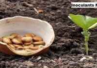 Global Inoculants Market