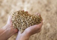 Global Nutritional Ingredients in Animal Feed Market