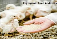 Global Phytogenic Feed Additives Market