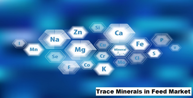 Global Trace Minerals in Feed Market