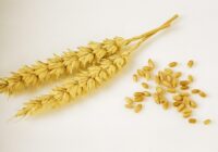 UAE Grain Analysis Market