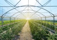 UAE Organic Farming Market