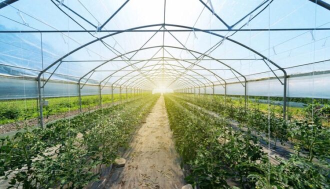 UAE Organic Farming Market