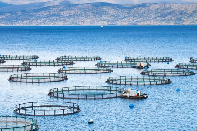 Vietnam Aquaculture Market