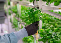 Vietnam Hydroponics Market