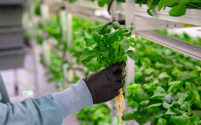 Vietnam Hydroponics Market