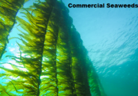 Global Commercial Seaweeds Market