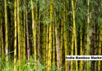 India Bamboo Market