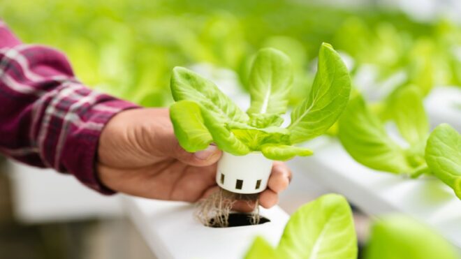 United States Hydroponics Market