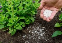 United States Mycorrhizae Based Biofertilizers Market