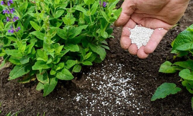 United States Mycorrhizae Based Biofertilizers Market