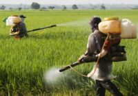 China Insecticides Market