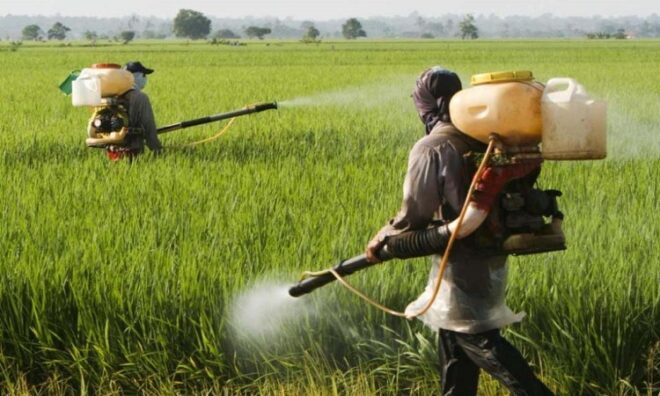 China Insecticides Market