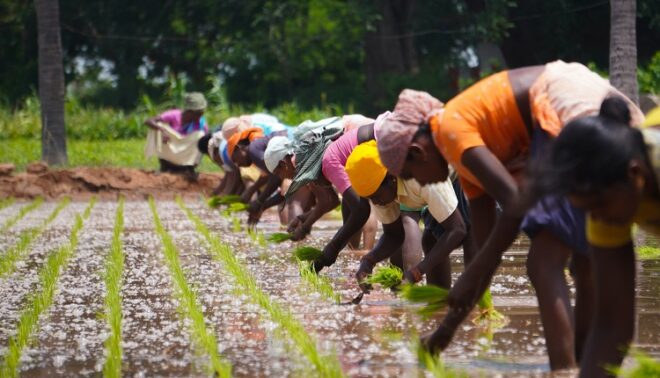 Global Crowd Farming Market